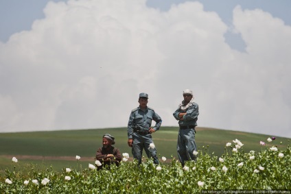 Distrugerea câmpurilor de mac din Afganistan este interesantă!