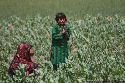 Distrugerea câmpurilor de mac din Afganistan este interesantă!