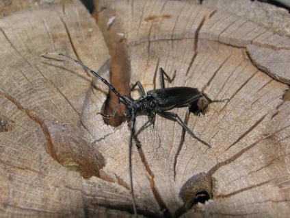 Mustache Oak - o insectă, introdusă în cartea roșie