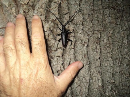 Mustache Oak - o insectă, introdusă în cartea roșie