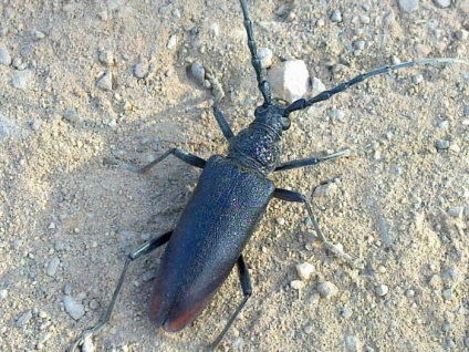 Mustache Oak - o insectă, introdusă în cartea roșie