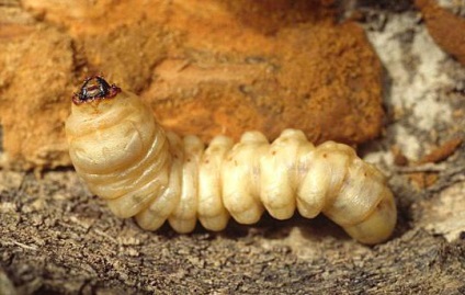 Mustache Oak - o insectă, introdusă în cartea roșie