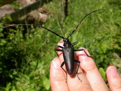 Mustache Oak - o insectă, introdusă în cartea roșie