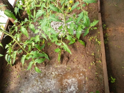 Am aranjat piepteni pentru tomate, cabana de tanin