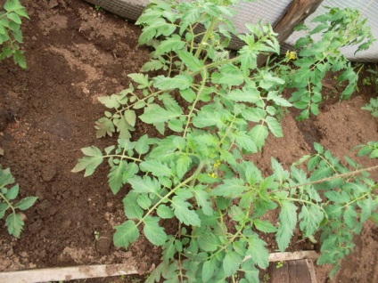 Am aranjat piepteni pentru tomate, cabana de tanin