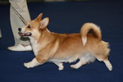 Welsh corgi pembroke și cozi