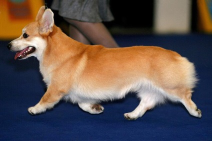 Welsh corgi pembroke și cozi