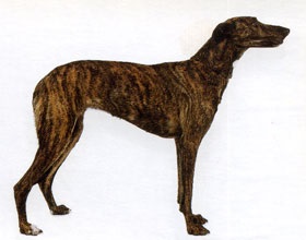 Greyhound maghiar (câini 10 grup fci)