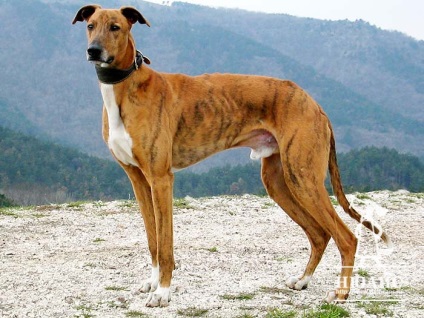 Greyhound maghiar (câini 10 grup fci)