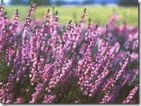 Heather fotografie, birendeyka - plumb pădure