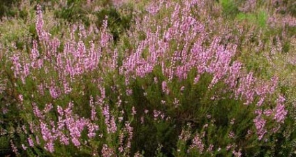 Heather fotografie, birendeyka - plumb pădure