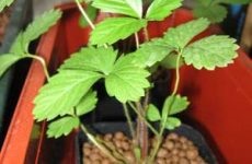 Vermiculita, lut expandat si perlit pentru plante de interior, totul despre flori