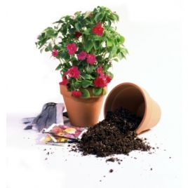 A beltéri növények átültetésének idejét (transzplantációt) választjuk, A szobanövények átültetésének idejét választjuk