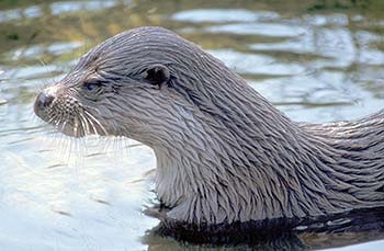 Otter, centru de ferită