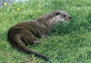 Otter, ferritközpont
