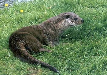 Otter, centru de ferită