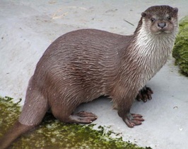 Otterul obișnuit (râu), daruri de natură bielorusă