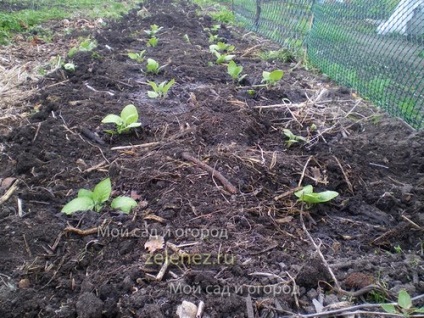 Producem cartofi din semințe prin răsaduri, grădina și grădina mea