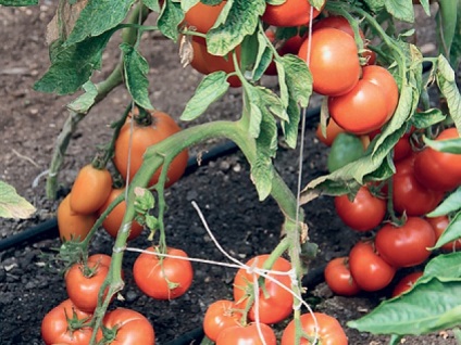 Cultivarea tomatelor într-un mod nou, știință și viață