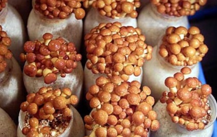 Cultivarea ciupercilor albe la domiciliu pentru începători