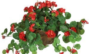 Cultivarea geraniums