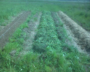 Cultivarea cartofilor