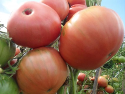 Cultivarea tomatelor în nord-vest
