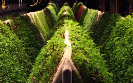 Cultivarea plantelor folosind metoda hidroponiei - zona ghivecelui