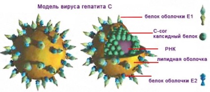 Virusul hepatitei C, vgc (hepatita cu virus, hcv)