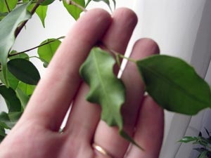 Boala virală a plantelor din interior - luptă și prevenire