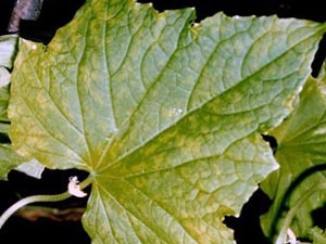 Boala virală a plantelor din interior - luptă și prevenire