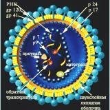 Infecțiile mentale virale sunt transmise descendenților