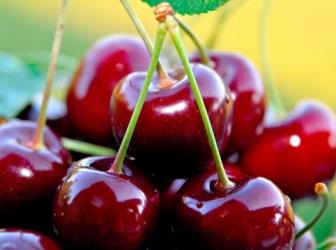 Cherry în grădină, caracteristicile cultivării și îngrijirii