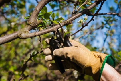 Cherry în grădină, caracteristicile cultivării și îngrijirii