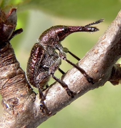 Cherry în grădină, caracteristicile cultivării și îngrijirii