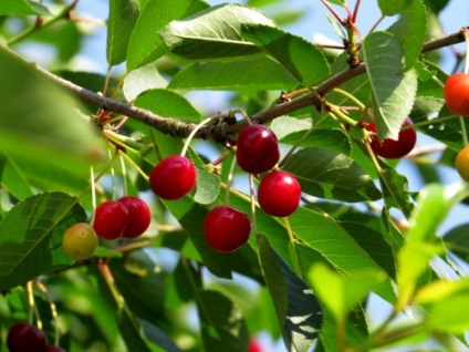 Cherry în grădină, caracteristicile cultivării și îngrijirii