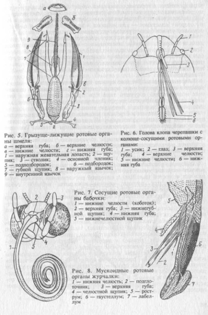 Structura exterioară a insectelor