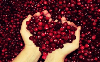Cranberry de berry în cazul în care acesta crește