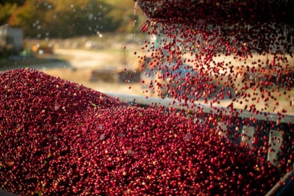 Berry áfonya, ahol nő