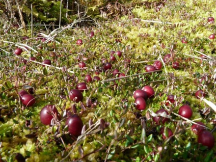 Cranberry de berry în cazul în care acesta crește