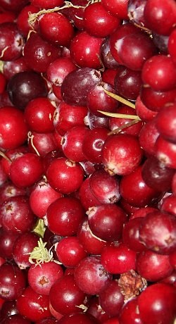 Cranberries de berry, locuri pentru a colecta afine, proprietati medicinale de afine