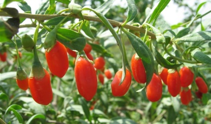 Goji fructe de padure în medicina populară sunt proprietăți utile și de aplicare