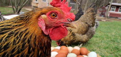 Ouă de coajă ca îngrășământ cum se aplică - instrucțiuni detaliate pas cu pas!