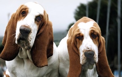 A Basset Hound tenyésztője