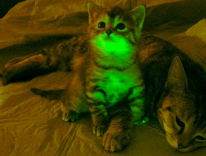Зелени котки помагат поражение СПИН - Techno bigmir) нетната