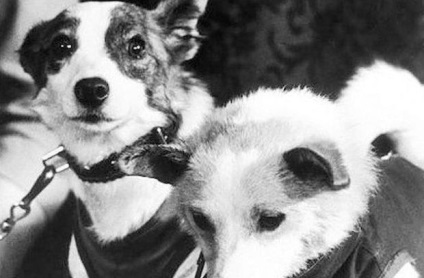 10 Fapte despre husky, primul câine în spațiu - știri și fapte