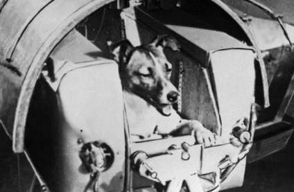 10 Tények a huskyről, az első kutya az űrben - hírek és tények