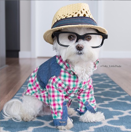 10 Câini de instagram care se îmbracă mai bine decât oamenii