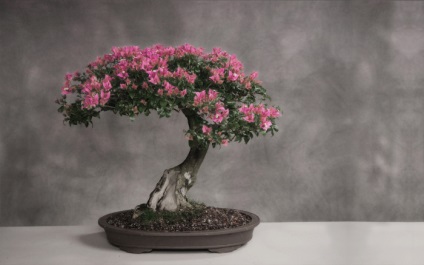 20 Idei originale pentru creșterea bonsai