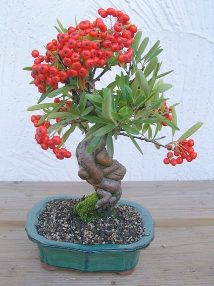 20 Idei originale pentru creșterea bonsai